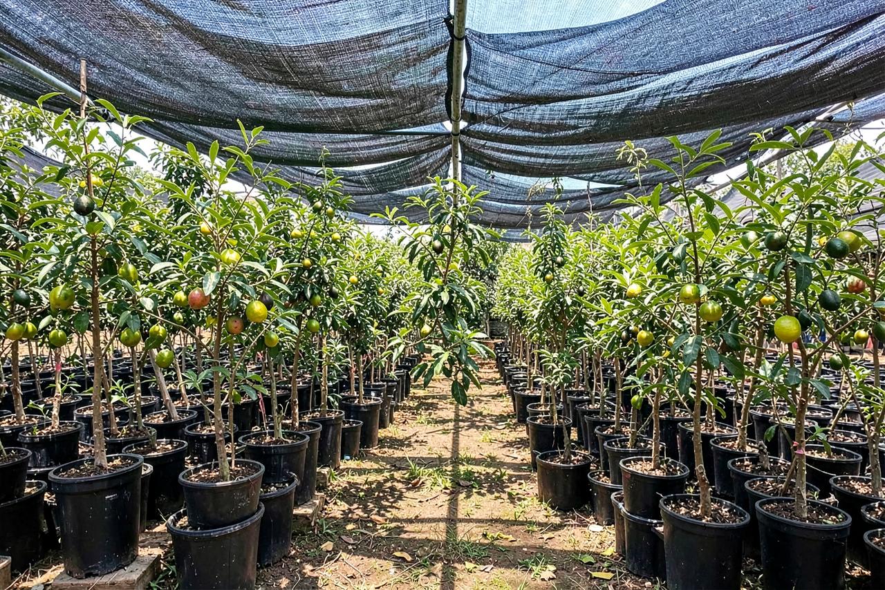 Árvores Frutíferas