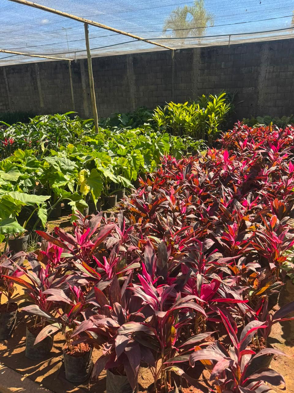 Mudas, plantas e paisagismo com padrão Elite