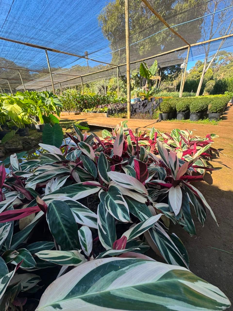 Plantas para Interior