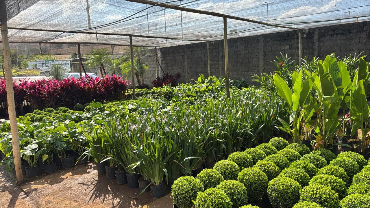 Referência em plantas ornamentais, nativas e exóticas