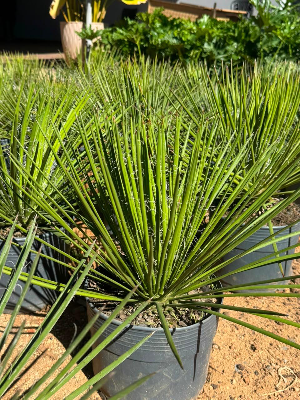 Agaves em vasos com folhas rígidas e pontiagudas