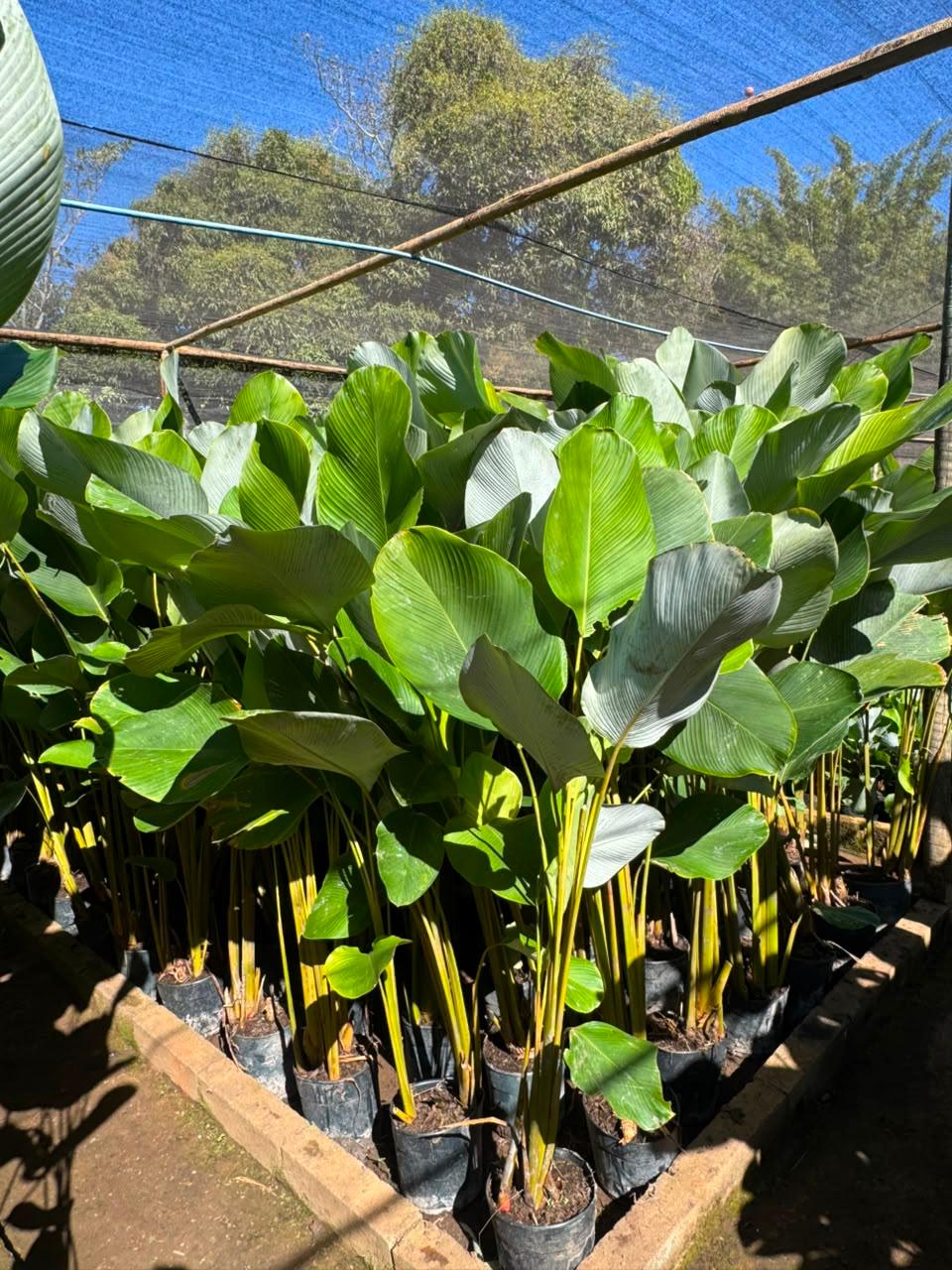 Plantas Tropicais